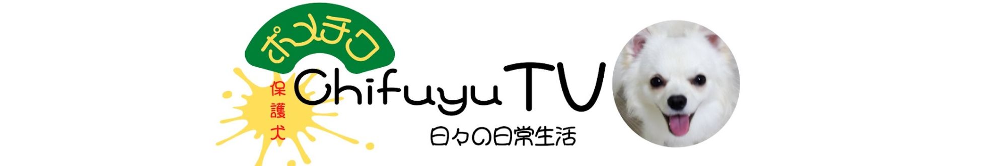 ポメチワChifuyuTV