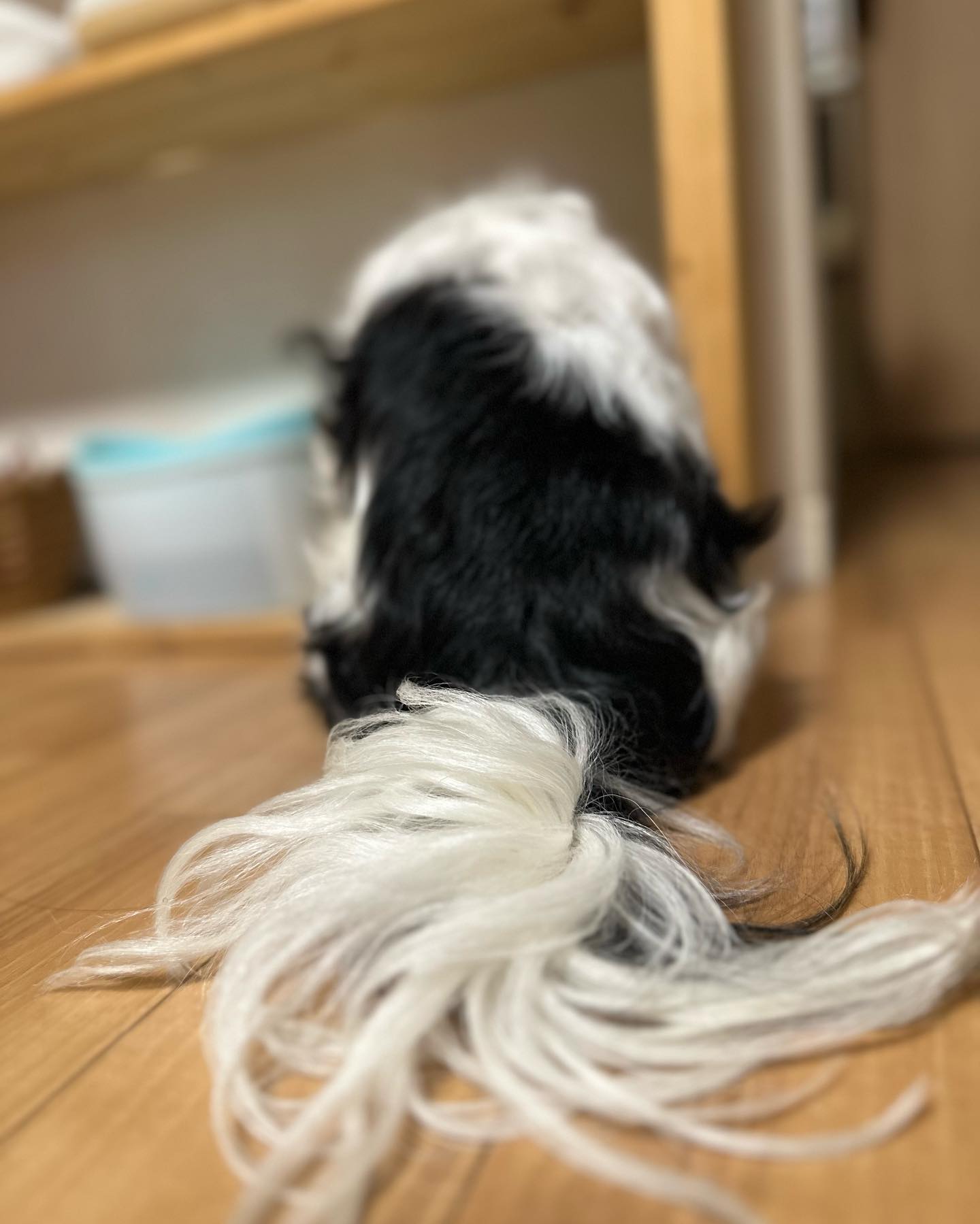 今日のまる子（の背中）