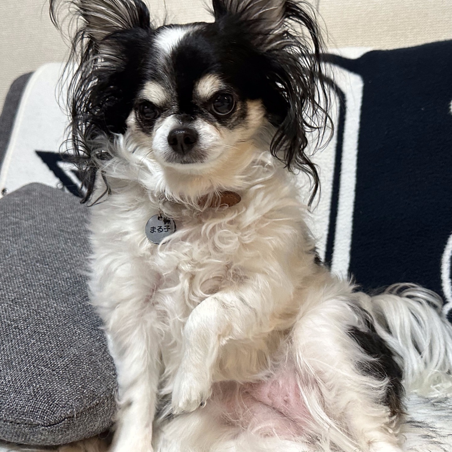 愛犬のチワワ、まる子