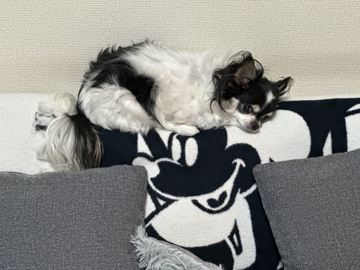 ソファーの背もたれの上で丸くなって眠るまる子