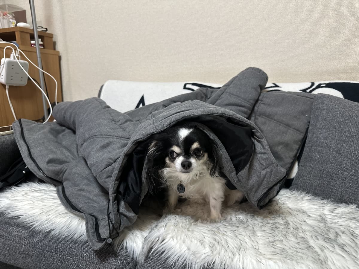 上着の中から顔を出すまる子
